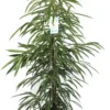 Rubberboom (Ficus Binnendijkii 'Alii') D 27 H 135 Cm