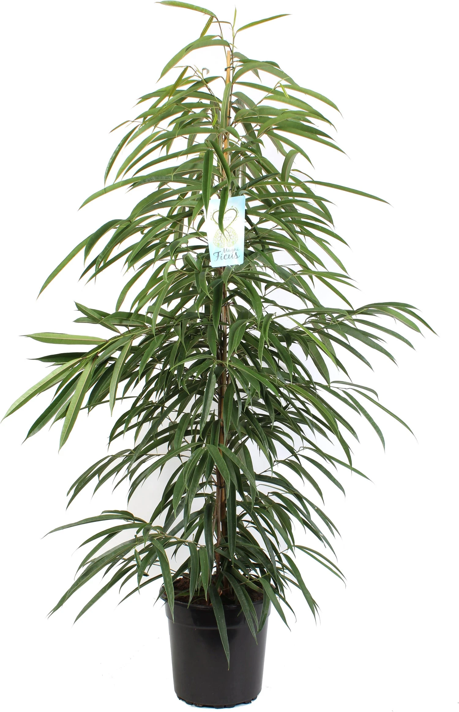 Rubberboom (Ficus Binnendijkii 'Alii') D 27 H 135 Cm 1 Rubberboom (Ficus Binnendijkii 'Alii') D 27 H 135 Cm