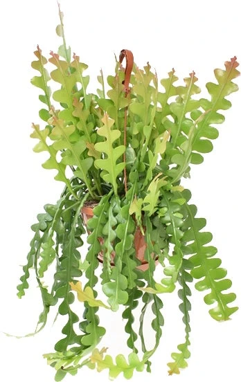 Zaagcactus In Hangpot (Epiphyllum Anguliger) D 21 H 60 Cm 1 Zaagcactus In Hangpot (Epiphyllum Anguliger) D 21 H 60 Cm