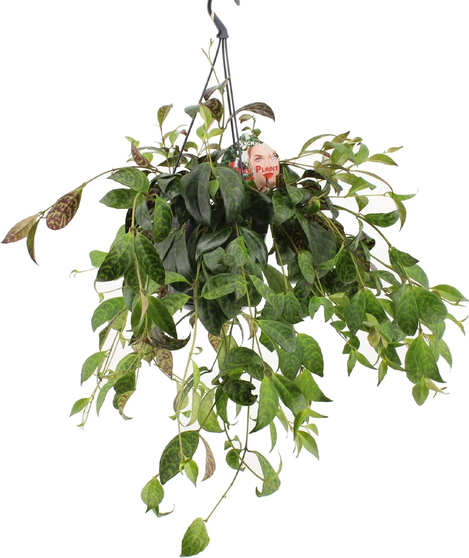 Lipstickplant (Aeschynanthus Marmoratus) D 15 H 25 Cm 1 Lipstickplant (Aeschynanthus Marmoratus) D 15 H 25 Cm