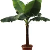 Bananenplant (Musa 'Dwarf Cavendish') D 50 H 220 Cm