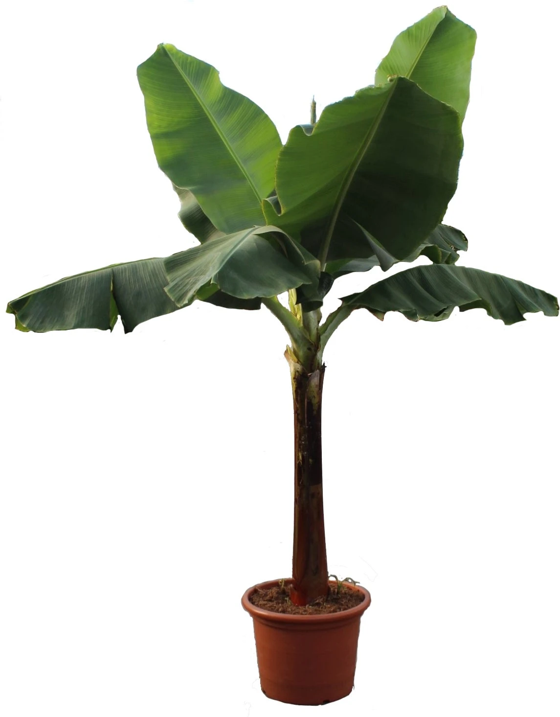 Bananenplant (Musa 'Dwarf Cavendish') D 50 H 220 Cm 1 Bananenplant (Musa 'Dwarf Cavendish') D 50 H 220 Cm