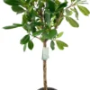 Groene Vijg Op Stam (Ficus Cyathistipula) D 31 H 140 Cm