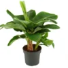 Bananenplant (Musa 'Dwarf Cavendish') D 24 H 85 Cm