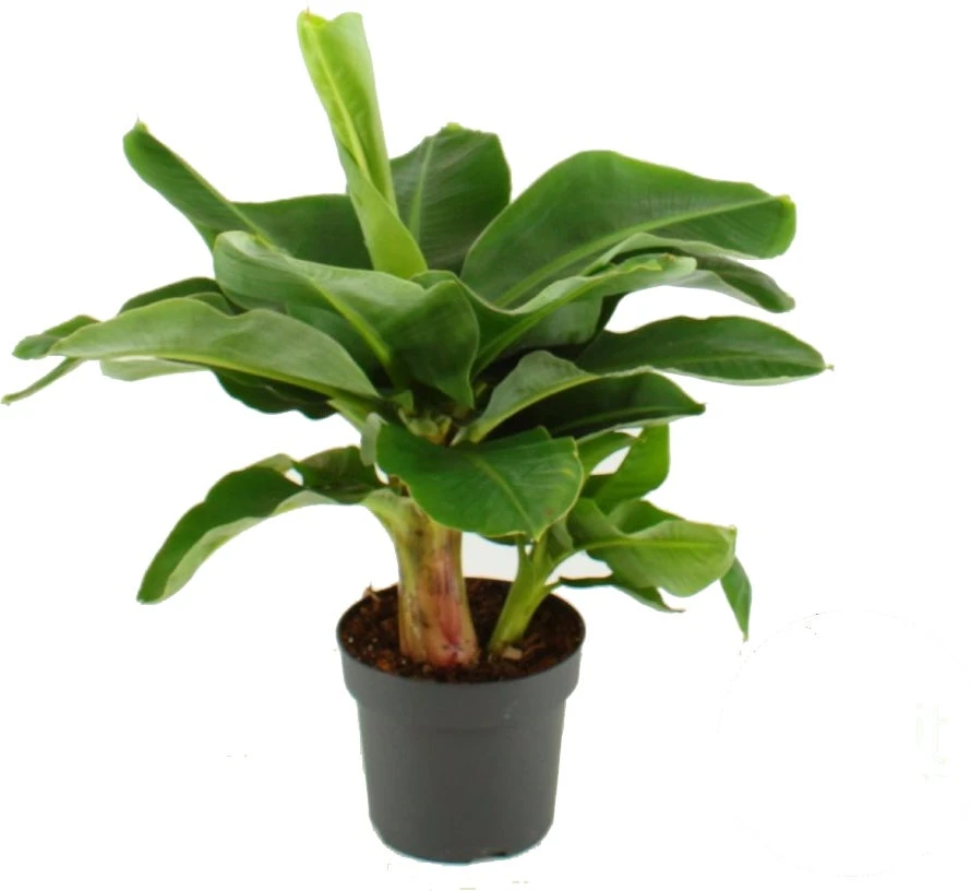 Bananenplant (Musa 'Dwarf Cavendish') D 24 H 85 Cm 1 Bananenplant (Musa 'Dwarf Cavendish') D 24 H 85 Cm