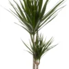 Drakenbloedboom (Dracaena Marginata 'Magenta') D 19 H 100 Cm