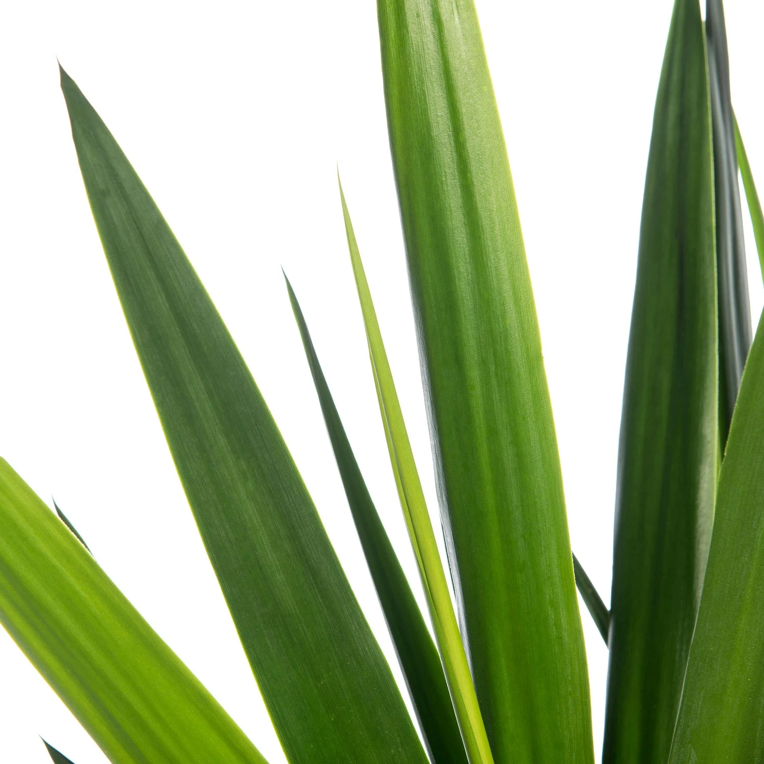 Yucca (Yucca 'Maya Tree') D 27 H 115 Cm 2 Yucca (Yucca 'Maya Tree') D 27 H 115 Cm - Afbeelding 2