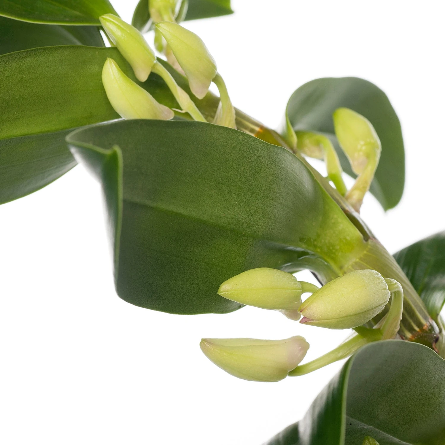 Bamboeorchidee (Dendrobium Nobile 'Apollon') Op Boogrekje D 12 H 45 Cm 2 Bamboeorchidee (Dendrobium Nobile 'Apollon') Op Boogrekje D 12 H 45 Cm - Afbeelding 2