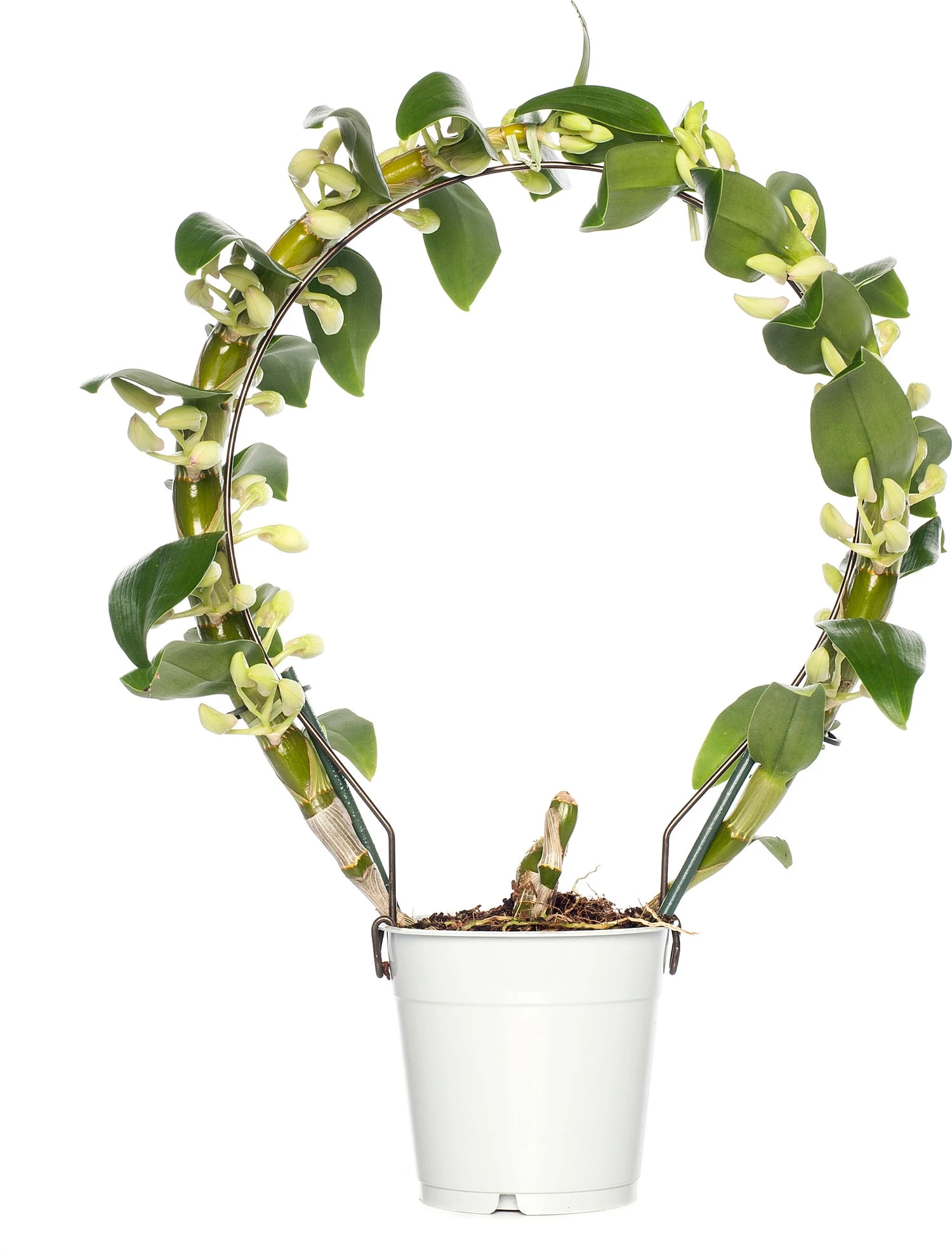 Bamboeorchidee (Dendrobium Nobile 'Apollon') Op Boogrekje D 12 H 45 Cm 1 Bamboeorchidee (Dendrobium Nobile 'Apollon') Op Boogrekje D 12 H 45 Cm