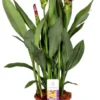 Curcuma (Curcuma 'Splash') D 15 H 55 Cm