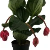 Medinilla (Medinilla Magnifica 'Flamengo') D 17 H 50 Cm