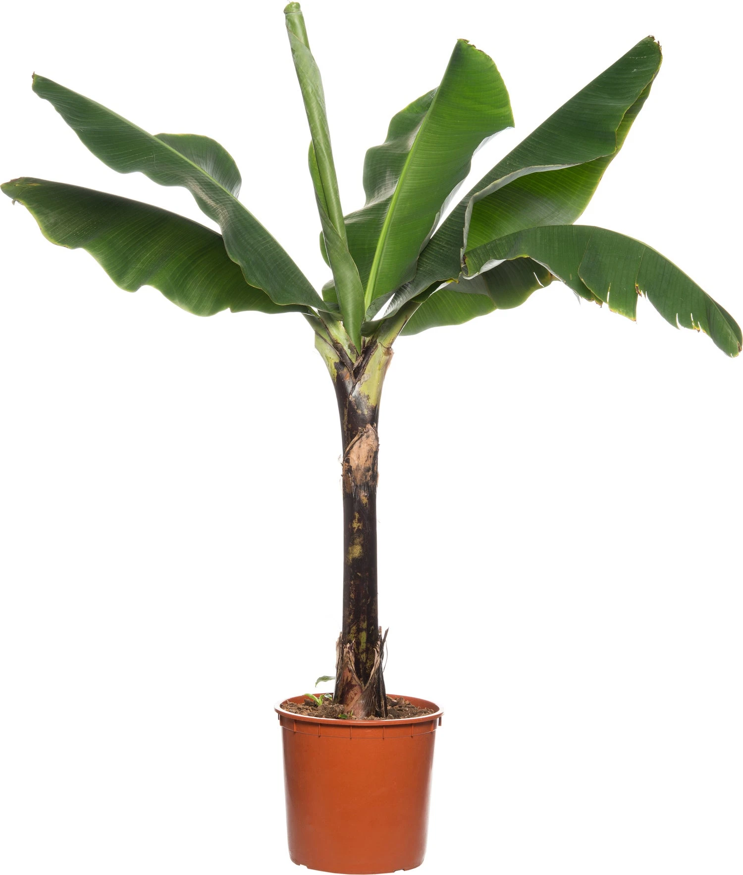 Bananenplant (Musa 'Dwarf Cavendish') D 34 H 180 Cm 1 Bananenplant (Musa 'Dwarf Cavendish') D 34 H 180 Cm