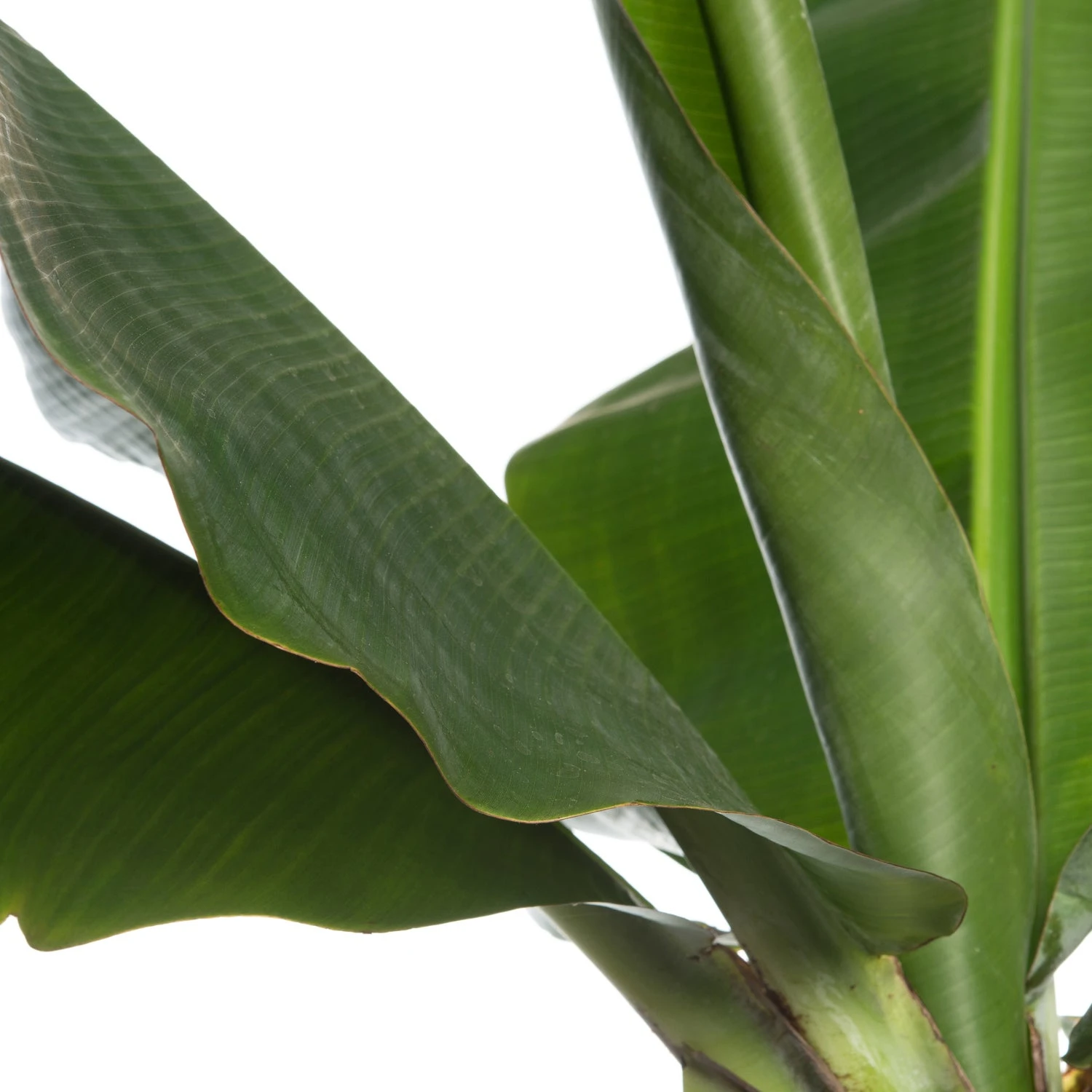 Bananenplant (Musa 'Dwarf Cavendish') D 34 H 180 Cm 2 Bananenplant (Musa 'Dwarf Cavendish') D 34 H 180 Cm - Afbeelding 2