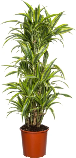 Drakenbloedboom (Dracaena Fragrans 'Lemon Lime') D 24 H 120 Cm