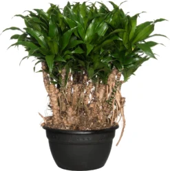 Drakenbloedboom (Dracaena Fragrans (C) 'Compacta') D 26 H 60 Cm