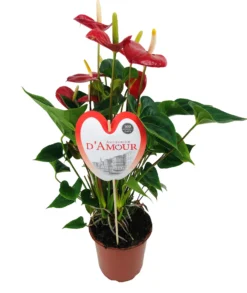 Flamingoplant (Anthurium Andreanum 'Burning Love') D 21 H 75 Cm
