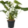 Flamingoplant (Anthurium Andreanum 'White Winner') D 17 H 55 Cm