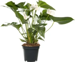 Flamingoplant (Anthurium Andreanum 'White Winner') D 17 H 55 Cm