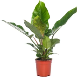 Philodendron (Philodendron 'Imperial Green'.) D 27 H 75 Cm