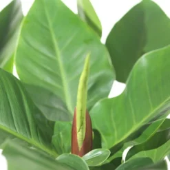 Philodendron (Philodendron 'Imperial Green'.) D 27 H 75 Cm -Buiten Gereedschaps Winkel 8717263468172 2