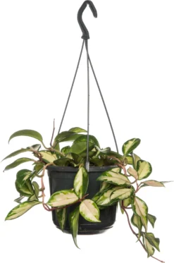 Wasbloem (Hoya Carnosa 'Tricolor') D 15 H 30 Cm