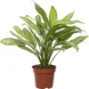 Aglaonema (Aglaonema 'Silver Queen') D 17 H 50 Cm