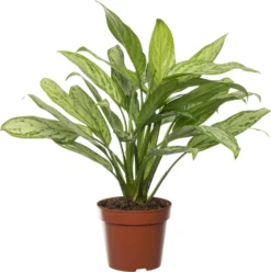 Aglaonema (Aglaonema 'Silver Queen') D 17 H 50 Cm