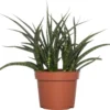 Vrouwentong (Sansevieria 'Fernwood Punk') D 12 H 30 Cm