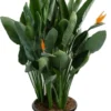 Paradijsvogelbloem (Strelitzia Reginae) D 40 H 150 Cm