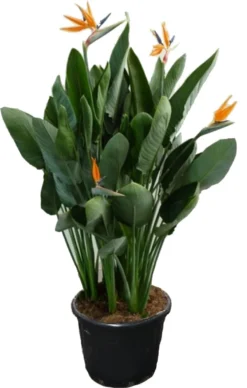 Paradijsvogelbloem (Strelitzia Reginae) D 40 H 150 Cm