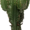 Cowboycactus (Euphorbia Ingens) D 27 H 70 Cm