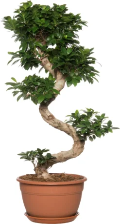 Chinese Vijg (Ficus Microcarpa 'Ginseng') D 30 H 110 Cm