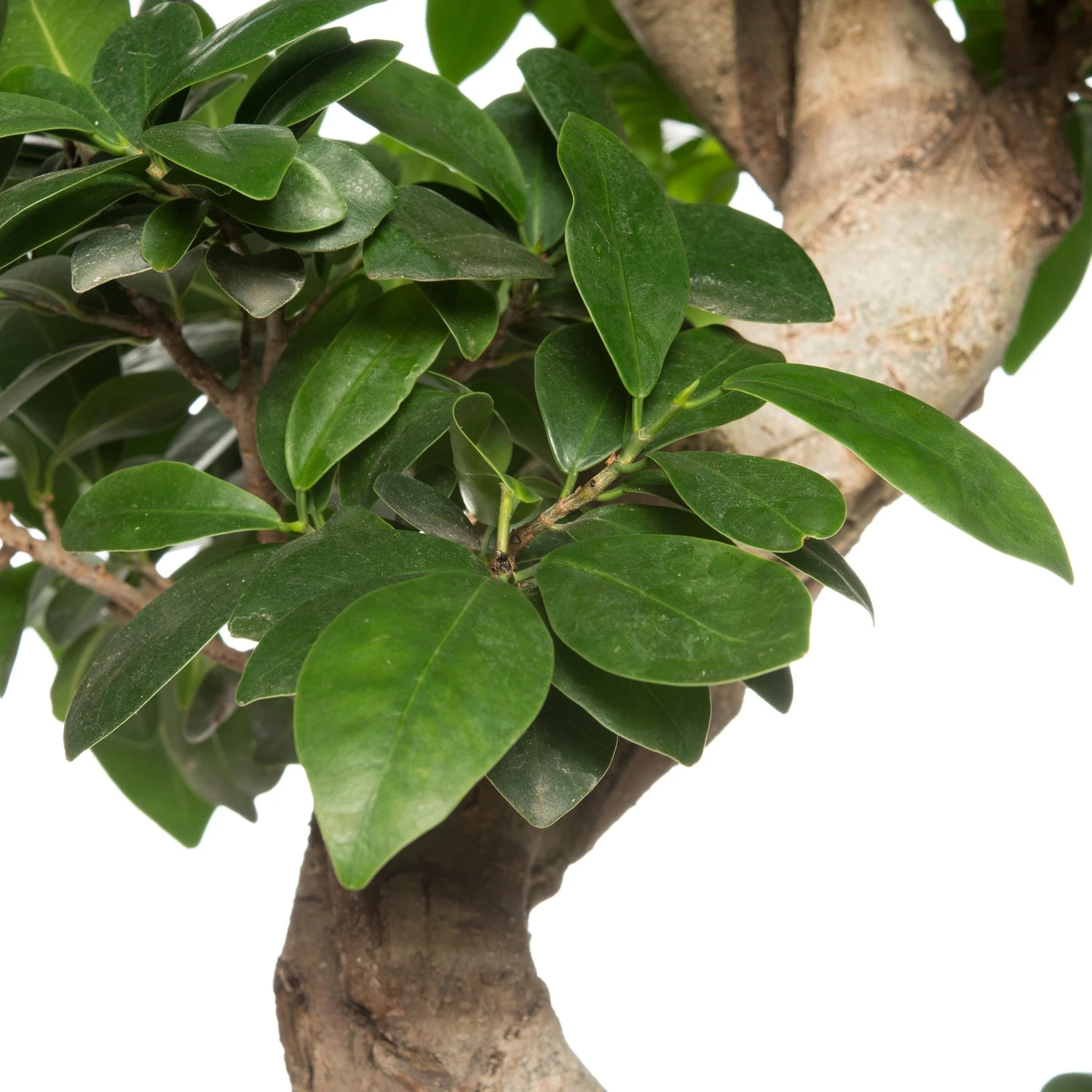 Chinese Vijg (Ficus Microcarpa 'Ginseng') D 30 H 110 Cm 2 Chinese Vijg (Ficus Microcarpa 'Ginseng') D 30 H 110 Cm - Afbeelding 2