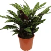 Calathea (Calathea Lancifolia 'Insigne') D 27 H 85 Cm