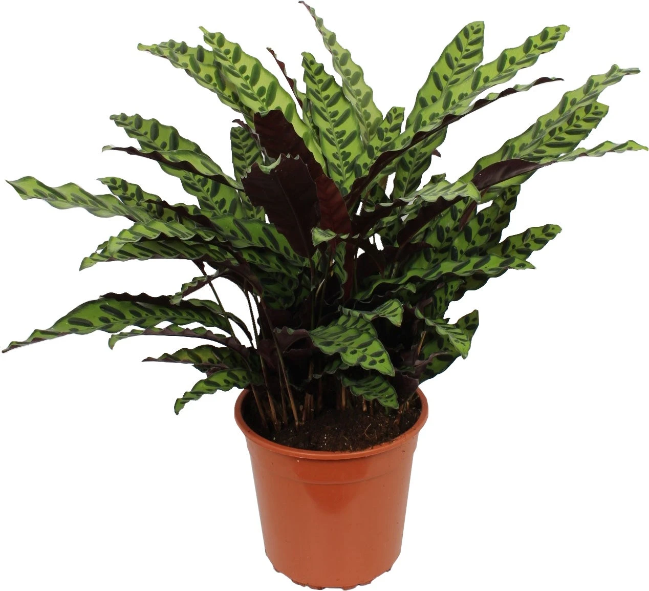Calathea (Calathea Lancifolia 'Insigne') D 27 H 85 Cm 1 Calathea (Calathea Lancifolia 'Insigne') D 27 H 85 Cm