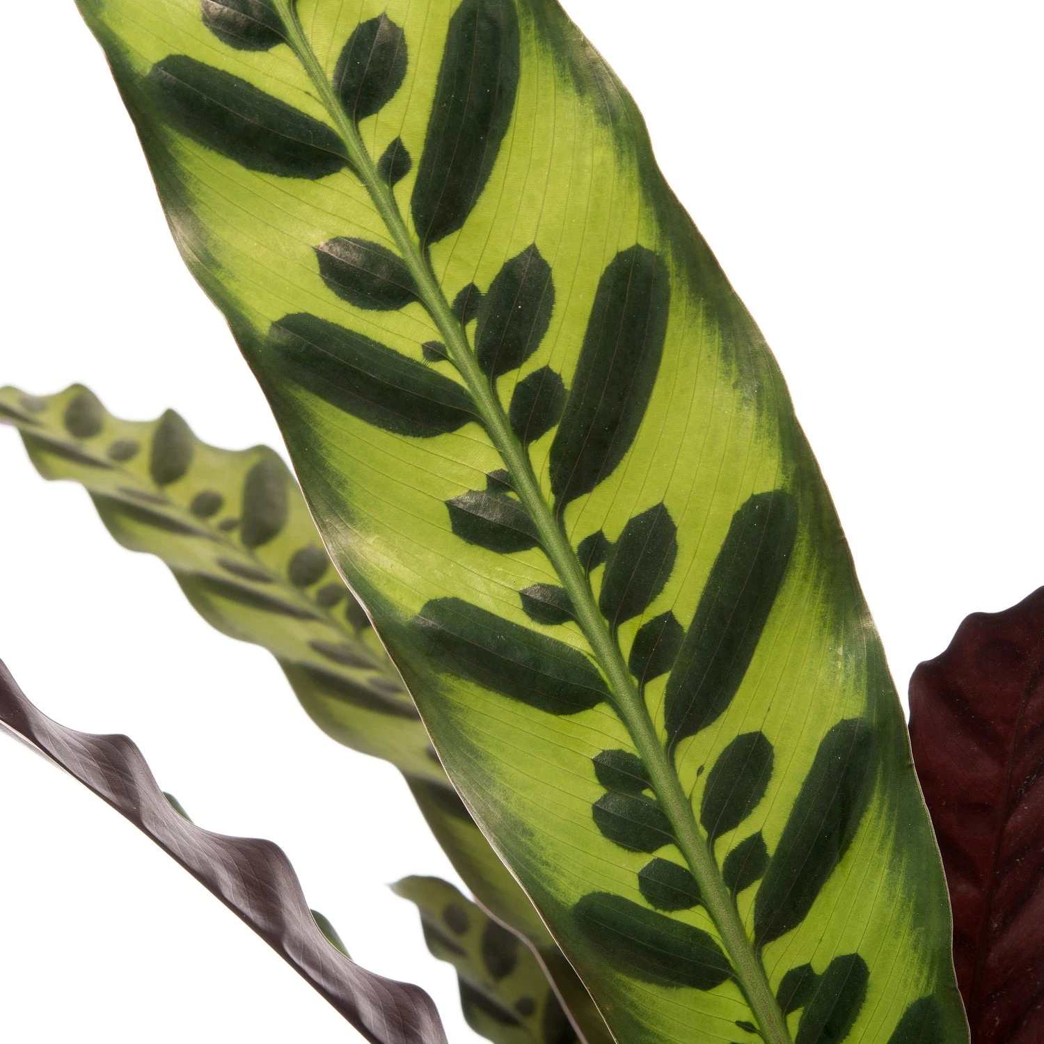 Calathea (Calathea Lancifolia 'Insigne') D 27 H 85 Cm 2 Calathea (Calathea Lancifolia 'Insigne') D 27 H 85 Cm - Afbeelding 2