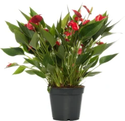 Flamingoplant (Anthurium Andraeanum 'Million Flowers') D 17 H 50 Cm