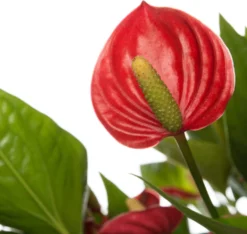 Flamingoplant (Anthurium Andraeanum 'Million Flowers') D 17 H 50 Cm 5 Flamingoplant (Anthurium Andraeanum 'Million Flowers') D 17 H 50 Cm -Buiten Gereedschaps Winkel 8717263546214 2