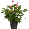 Flamingoplant (Anthurium Andrianum 'Karma Purple') D 17 H 50 Cm