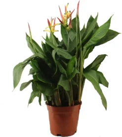 Heliconia (Heliconia 'Hawaii') D 17 H 80 Cm