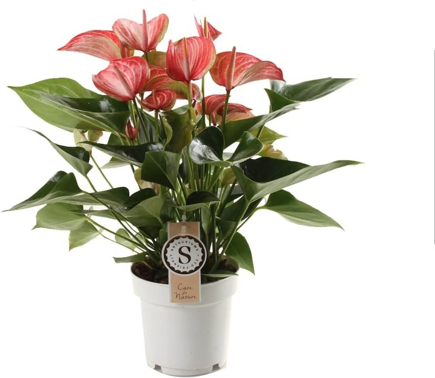Flamingoplant (Anthurium Andraeanum 'Livium Red') D 14 H 50 Cm 1 Flamingoplant (Anthurium Andraeanum 'Livium Red') D 14 H 50 Cm