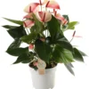 Flamingoplant (Anthurium Andraeanum 'Mystique') D 17 H 55 Cm