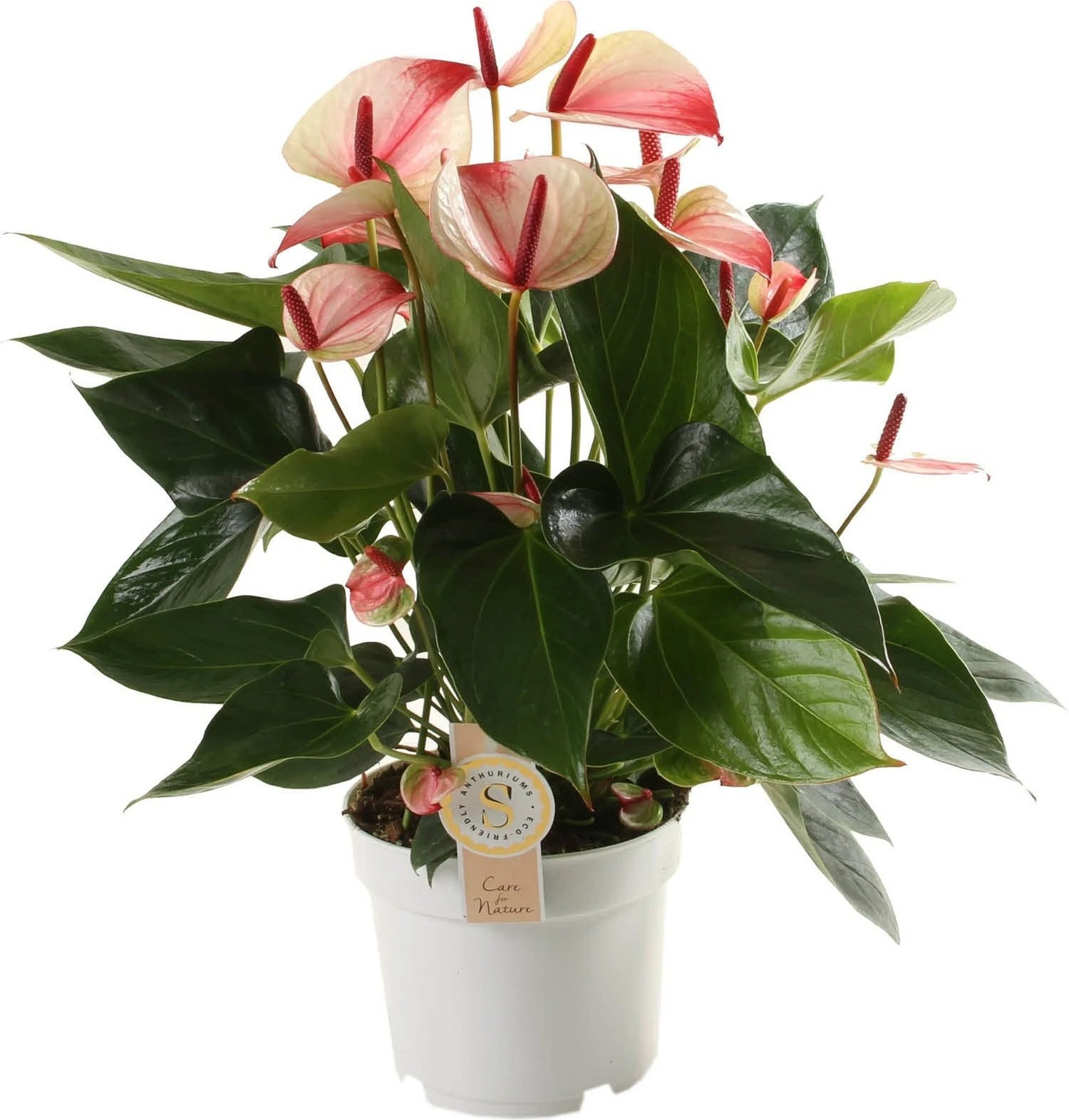 Flamingoplant (Anthurium Andraeanum 'Mystique') D 17 H 55 Cm 1 Flamingoplant (Anthurium Andraeanum 'Mystique') D 17 H 55 Cm
