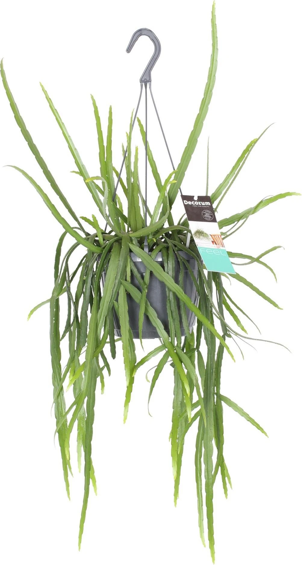 Bladcactus (Lepismium Bolivianum) D 17 H 40 Cm 1 Bladcactus (Lepismium Bolivianum) D 17 H 40 Cm