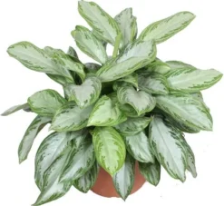 Aglaonema (Aglaonema 'Silver Bay') D 40 H 70 Cm