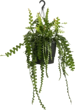 Zaagcactus (Epiphyllum Anguliger) D 25 H 60 Cm