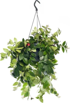 Lippenstiftplant (Aeschynanthus 'Mona Lisa') D 15 H 45 Cm