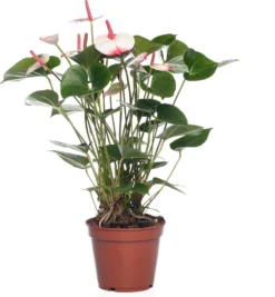 Flamingoplant (Anthurium Andrianum 'Princes Amalia Elegance') D 17 H 50 Cm
