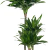 Drakenbloedboom (Dracaena Fragrans (C) 'Green Jewel') D 21 H 100 Cm