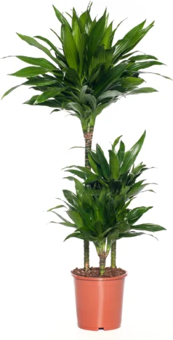 Drakenbloedboom (Dracaena Fragrans (C) 'Green Jewel') D 21 H 100 Cm